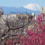 2/4(水)虹色クラブ「羽根木公園で梅を見る会」
