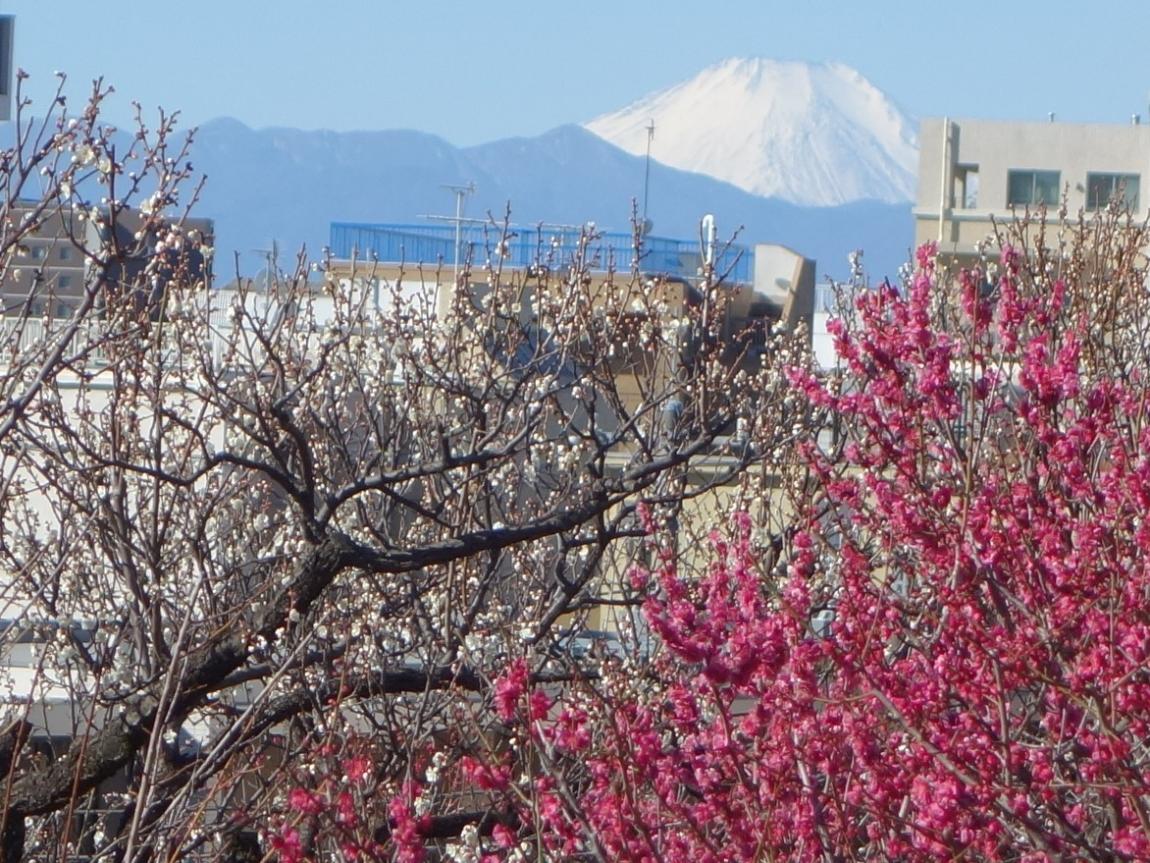 2/4(水)虹色クラブ「羽根木公園で梅を見る会」